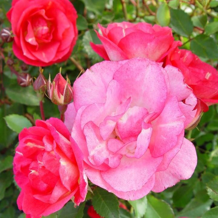 Rosa 'BAIset' - Easy Elegance® Sunrise Sunset Rose