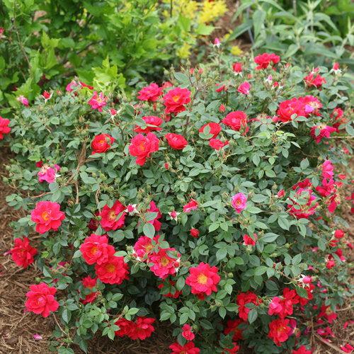 Rosa x 'ChewPatout' - Oso Easy® Urban Legend® Rose