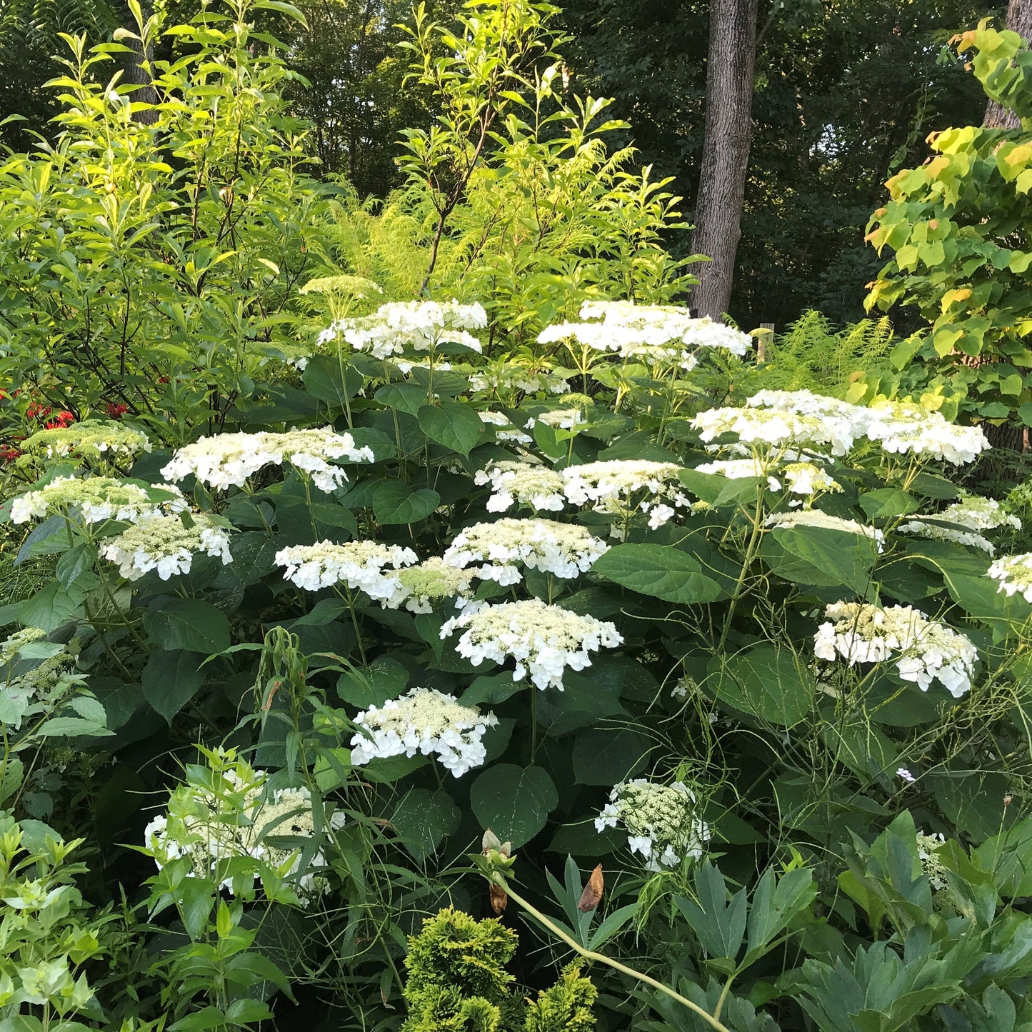 Hydrangea arborescens 'Haas' Halo' - Haas' Halo Hydrangea