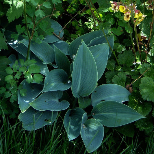 Hosta 'Halcyon' - Halcyon Hosta