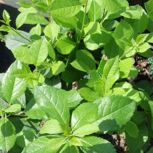 Ilex verticillata 'FARROWMRP' USPP 25,834 - Mr. Poppins® Winterberry