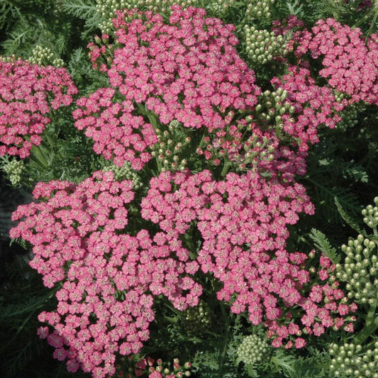Achillea millefolium 'Pink Grapefruit' - Pink Grapefruit Yarrow