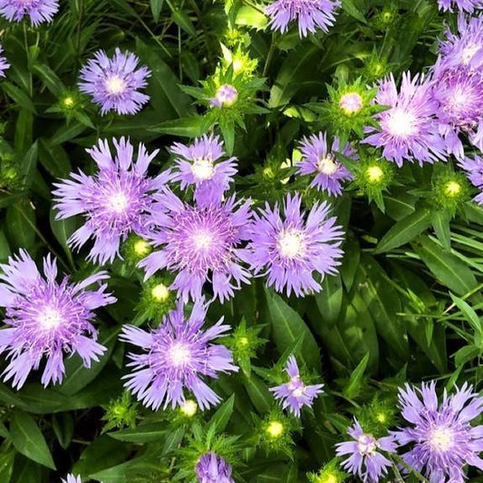 Stokesia laevis 'Peachie's Pick' - Peachie's Pick Stoke's Aster