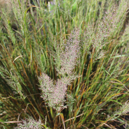 Calamagrostis brachytricha - Reed Grass