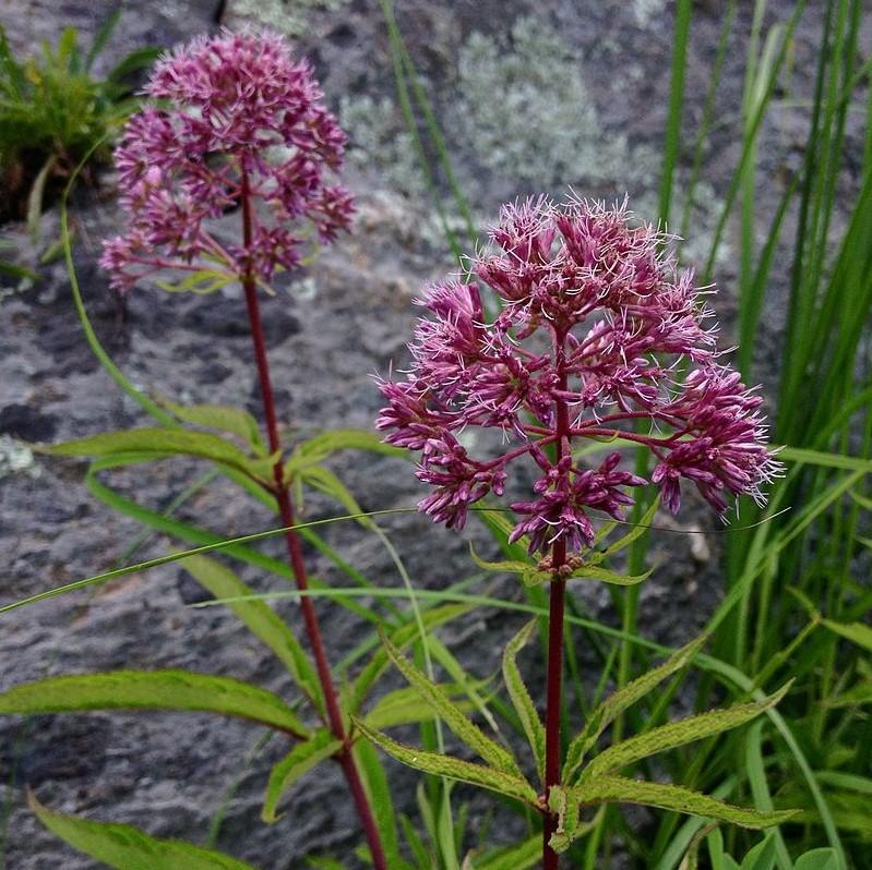 Eutrochium dubium 'Baby Joe' - Baby Joe Coastal Plain Joe Pye Weed