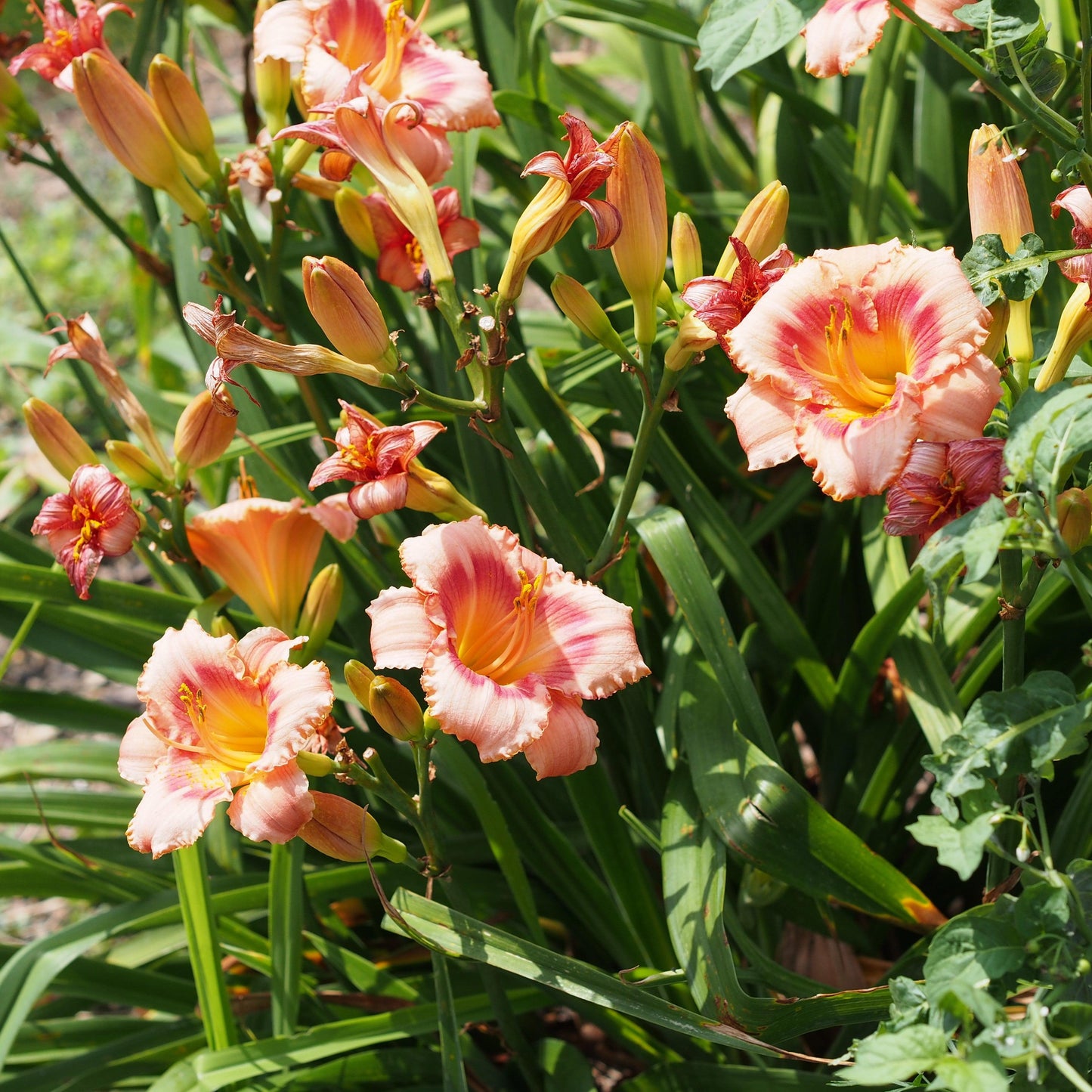 Hemerocallis 'Strawberry Candy' - Strawberry Candy Daylily