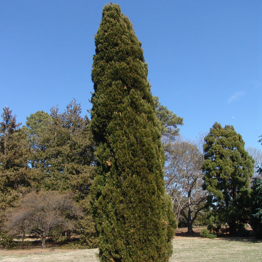 Juniperus chinensis 'Spartan' - Spartan Chinese Juniper