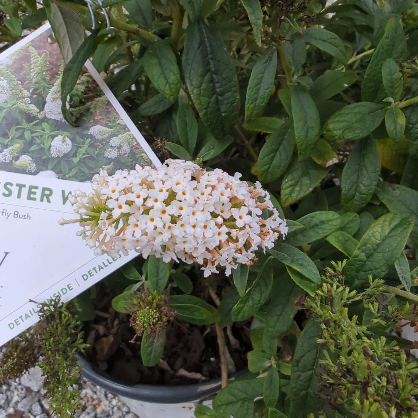 Buddleia x 'SMNBDW' PP 28,795 - Pugster White® Butterfly Bush