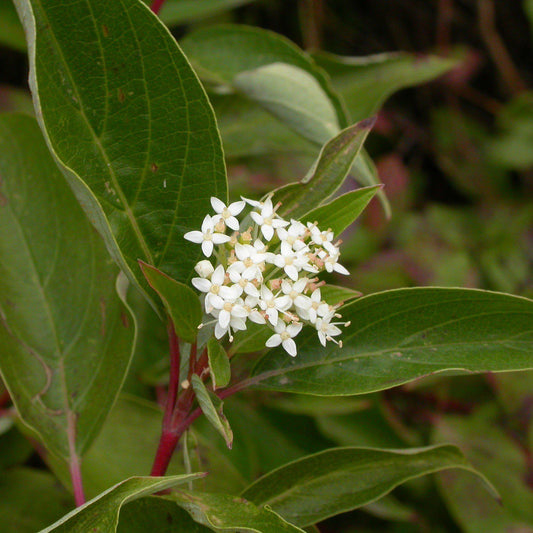 Cornus sericea 'Baileyi' - Bailey Red Twig Dogwood