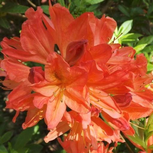 Rhododendron 'Mandarin Lights' - Mandarin Lights Native Azalea