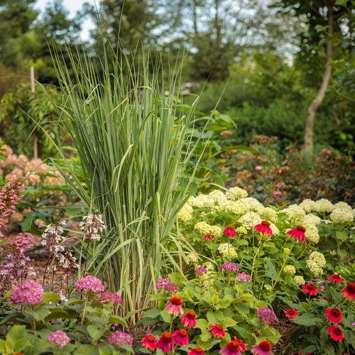 Panicum virgatum 'Totem Pole' 29,951 - Prairie Winds® Totem Pole Switch Grass