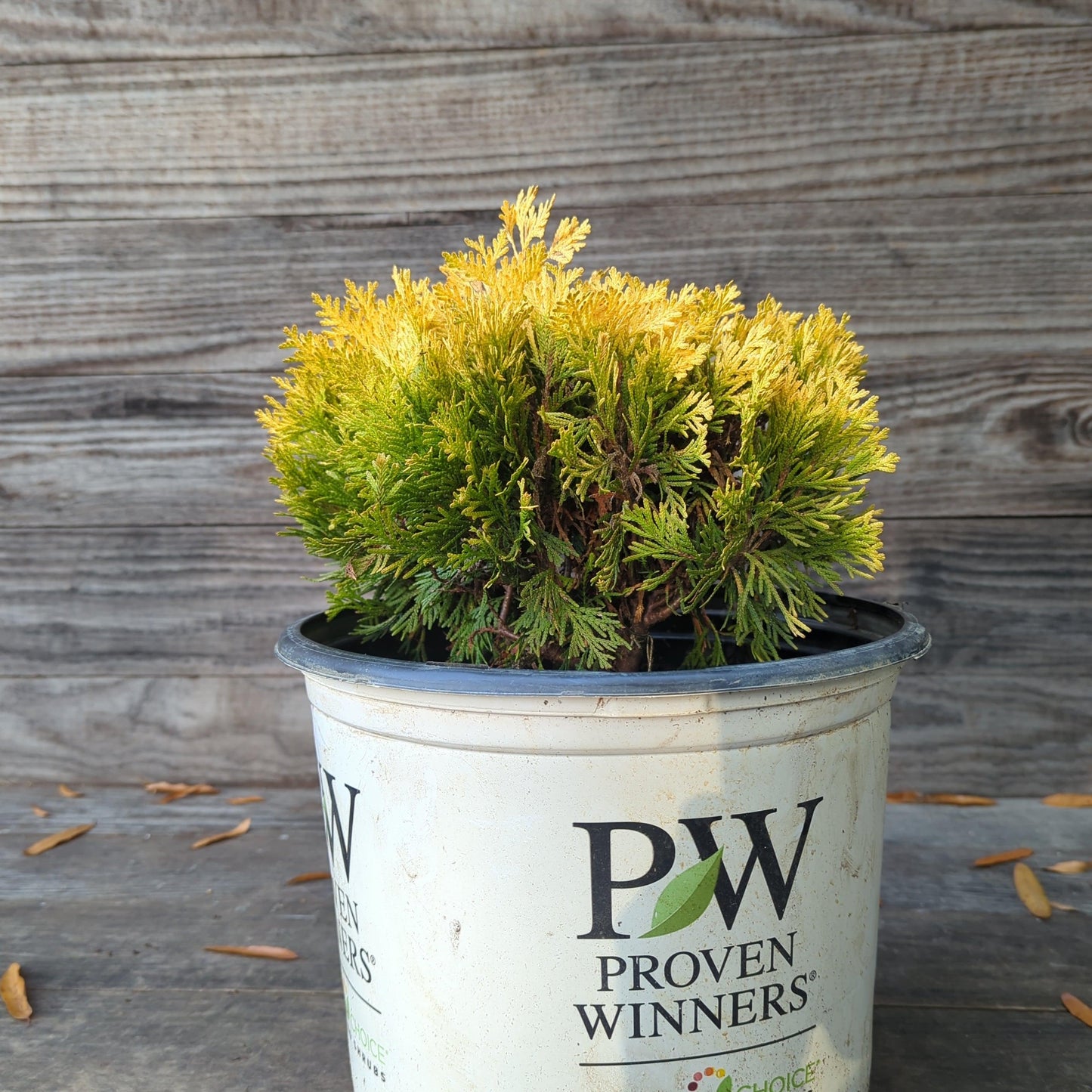 Thuja occidentalis 'Anna van Vloten' USPP 25,868 - Anna's Magic Ball® Arborvitae