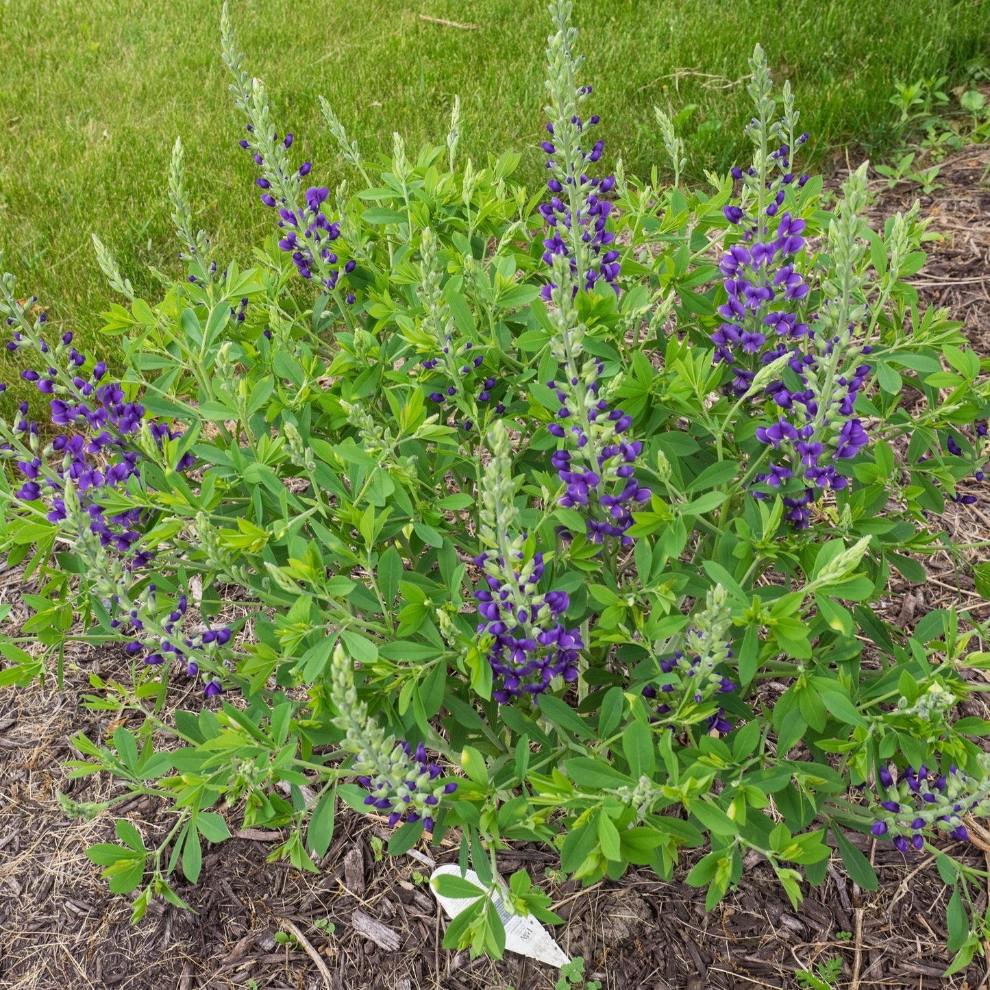Baptisia 'Blueberry Sundae' - Decadence® Blueberry Sundae False Indigo