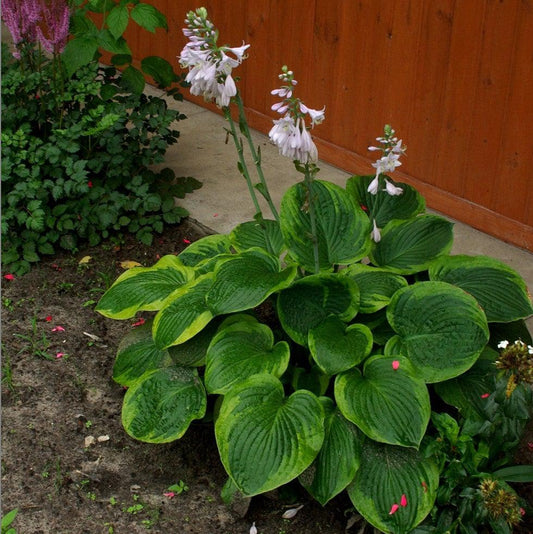 Hosta 'Frances Williams' - Frances Williams Hosta
