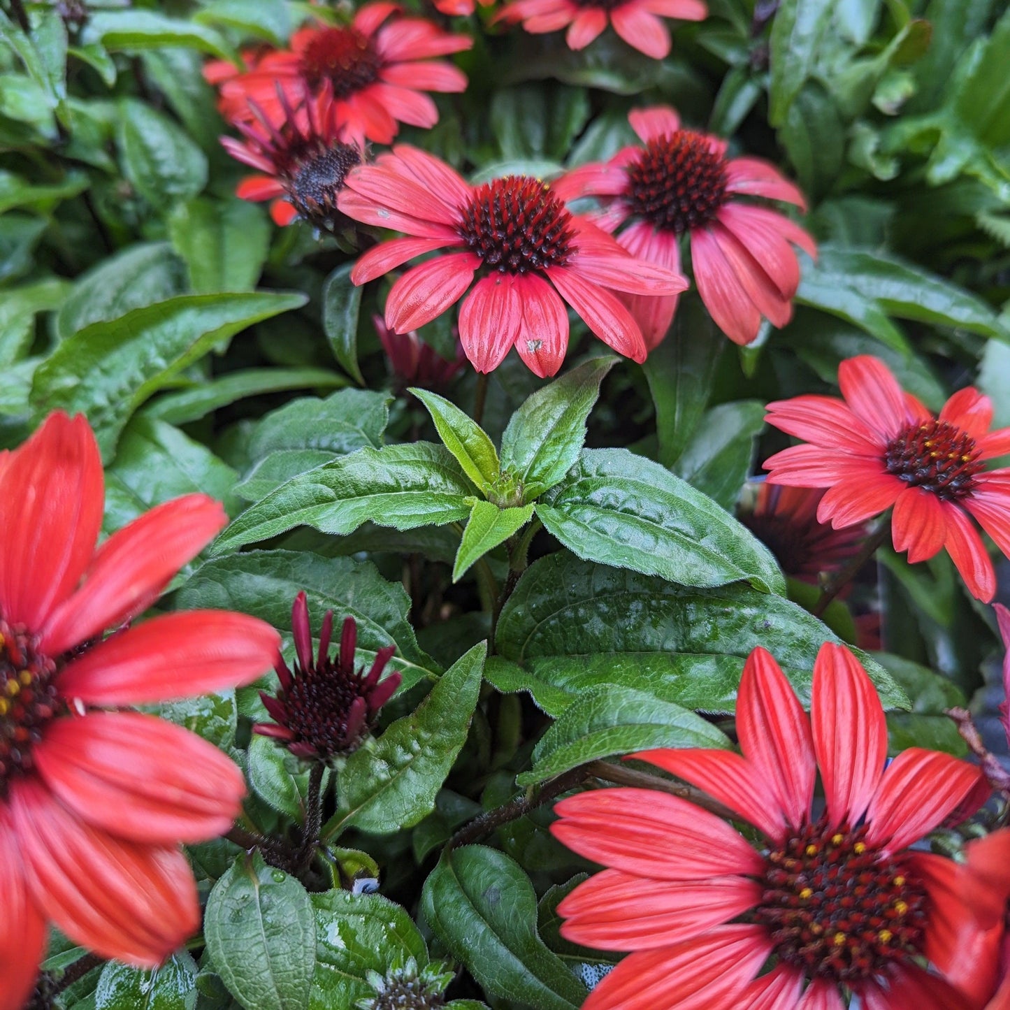 Echinacea 'Panama Red' - Panama® Red Coneflower