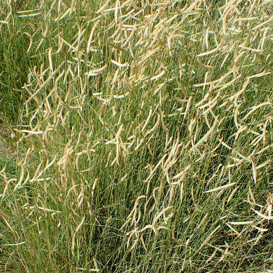 Bouteloua gracilis 'Blonde Ambition' - 'Blonde Ambition' Blue Grama