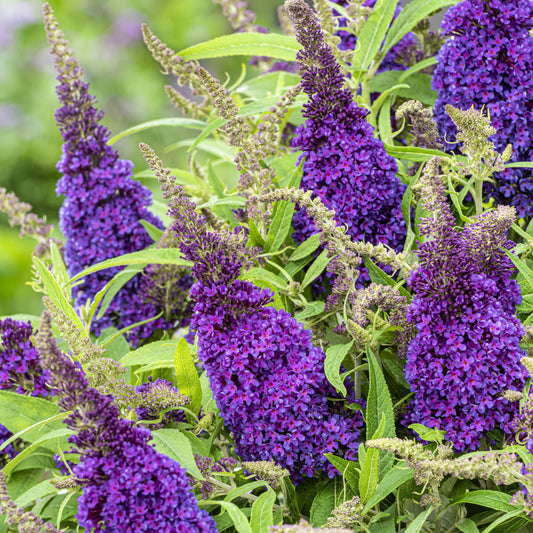 Buddleia davidii 'BotEx 001' PP34,515 - Butterfly Candy™ Li'l Grape™ Butterfly Bush