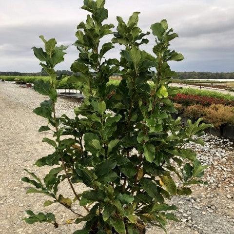 Magnolia 'Ann' - Ann Magnolia