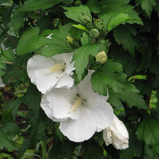Hibiscus syriacus 'Diana' - Diana Hibiscus