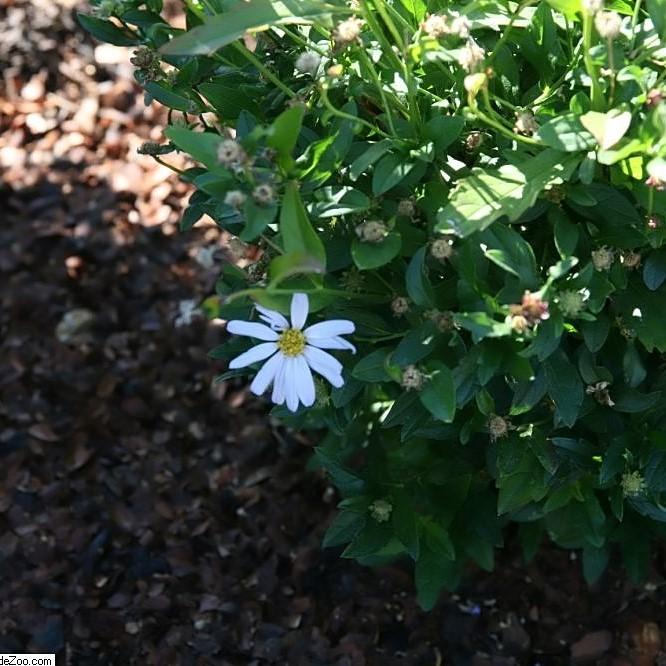 Kalimeris incisa 'Blue Star' - Blue Star Kalimeris