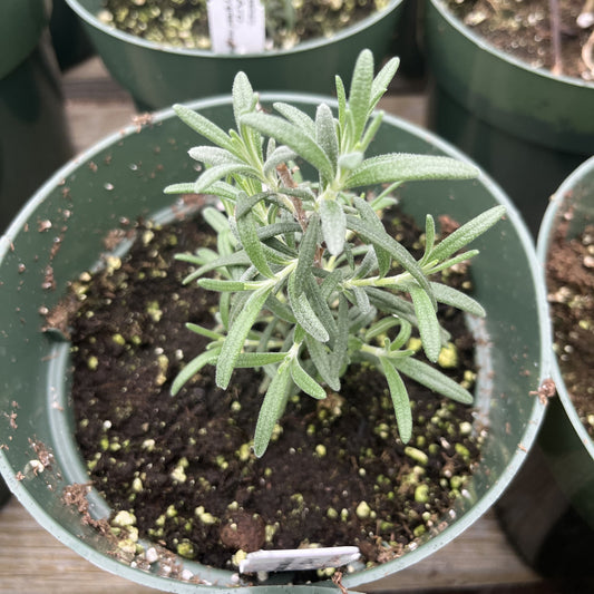 Rosmarinus officinalis 'Arp' - Arp Rosemary