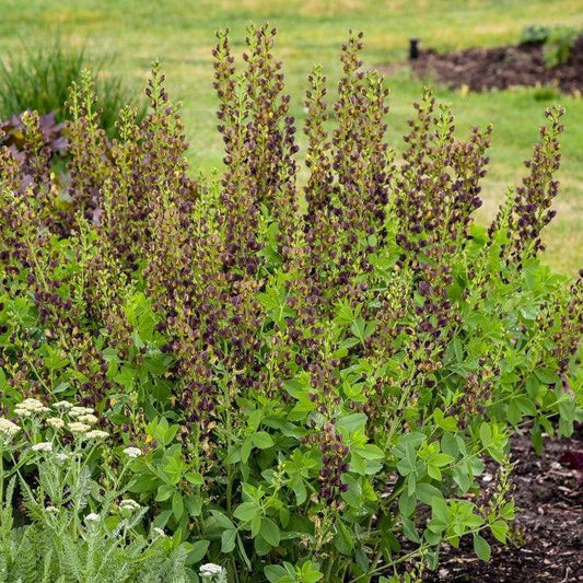 Baptisia 'Dark Chocolate' - Decadence® Dark Chocolate False Indigo