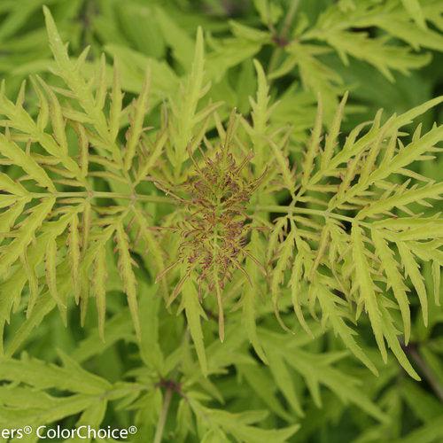 Sambucus racemosa 'SMNSRD4' - Lemony Lace® Elderberry