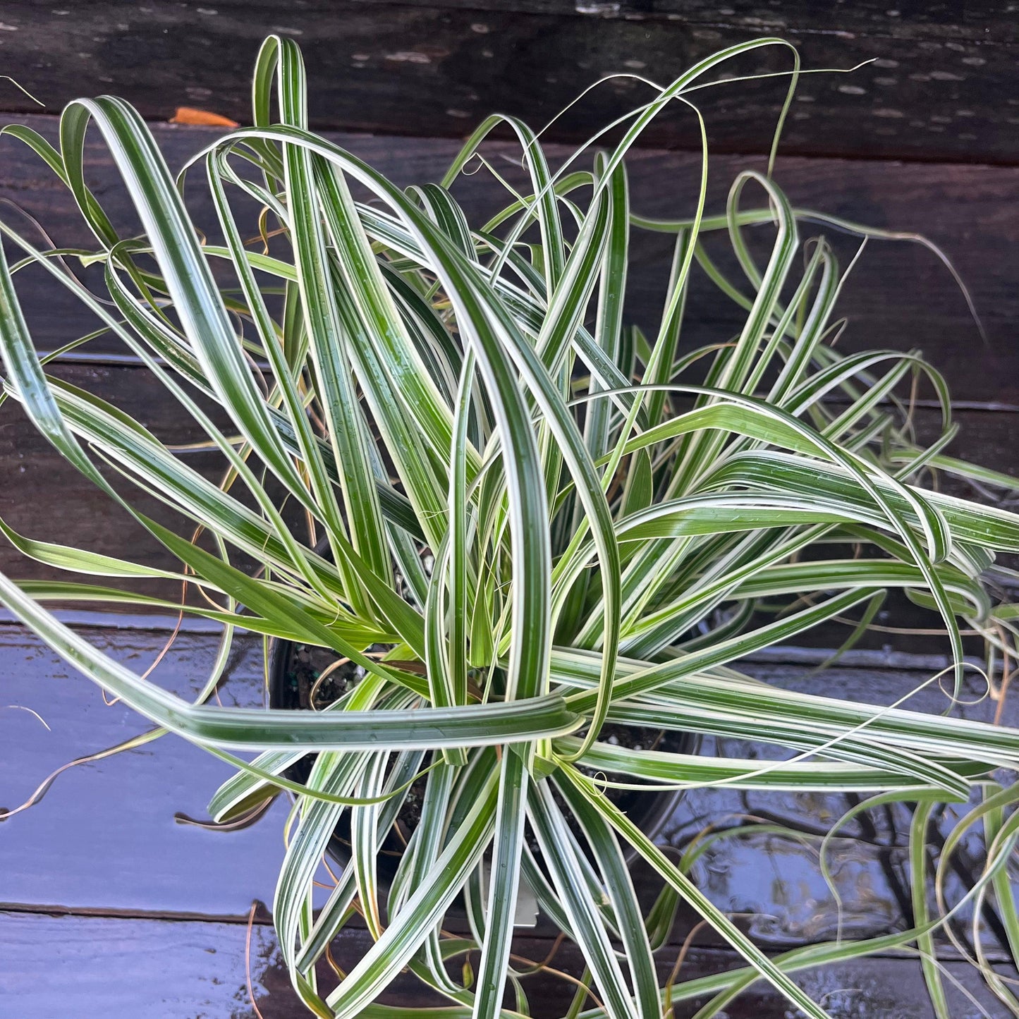 Carex oshimensis 'Feather Falls' - Feather Falls Sedge