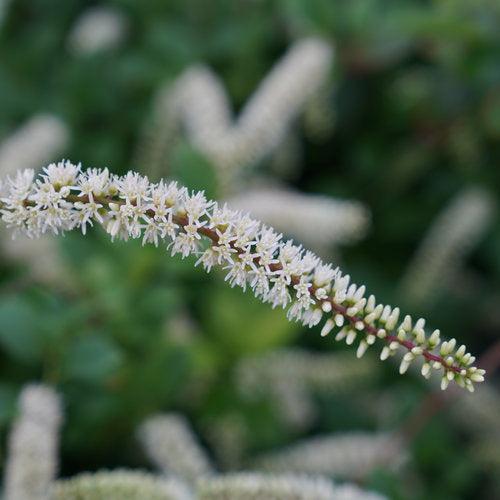 Itea virginica 'SMNIVDFC' USPP 30,233 - Scentlandia® Sweetspire