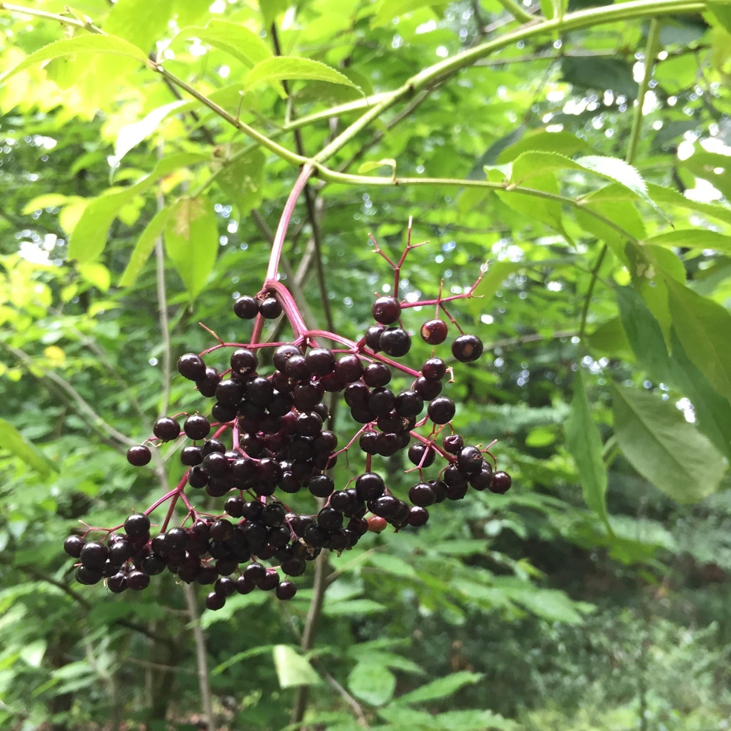 Sambucus canadensis 'York' - York Elderberry