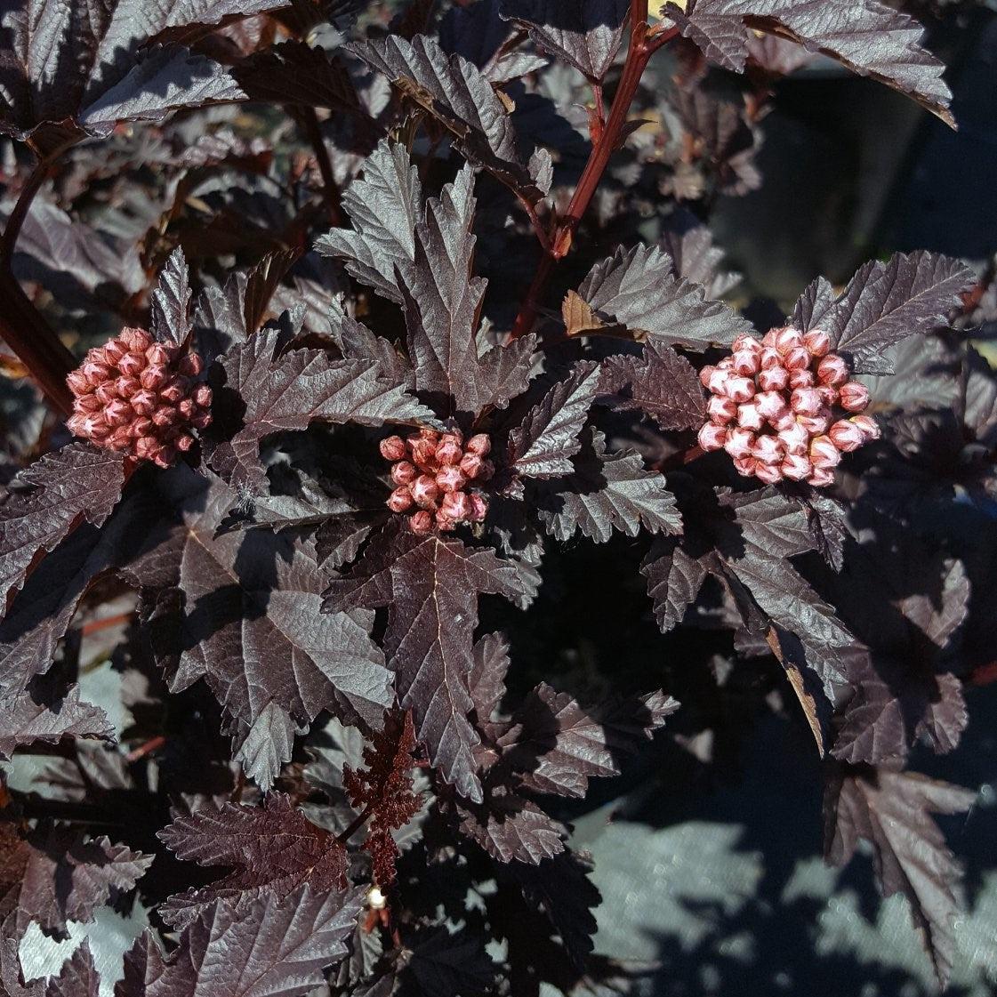 Physocarpus opulifolius 'N5' - Bloomin' Easy® Panther Ninebark
