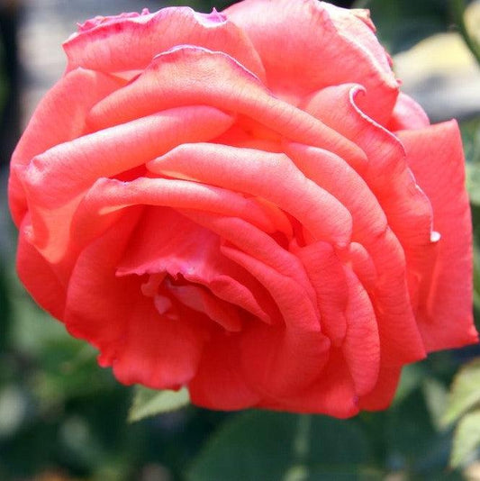 Rosa 'TANorstar' - Tropicana Rose