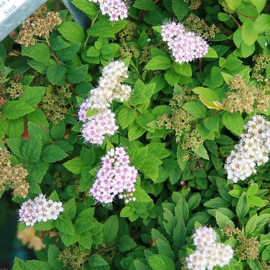 Spiraea japonica 'Little Princess' - Little Princess Spirea
