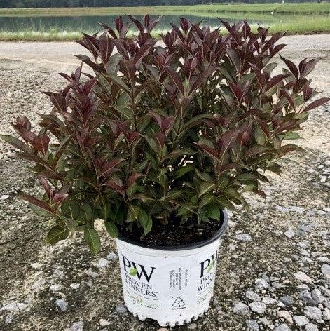 Weigela florida 'Alexandra’ - Wine & Roses® Weigela