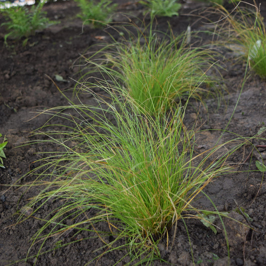 Carex appalachica - Appalachian Sedge