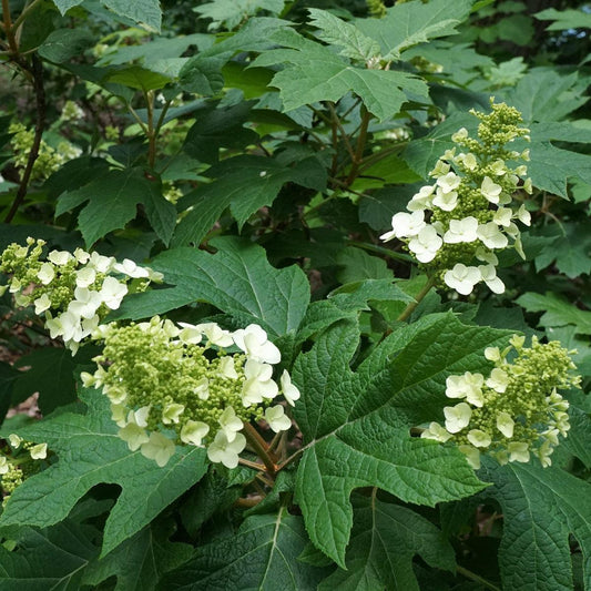Hydrangea quercifolia 'Snow Queen' - Snow Queen Hydrangea