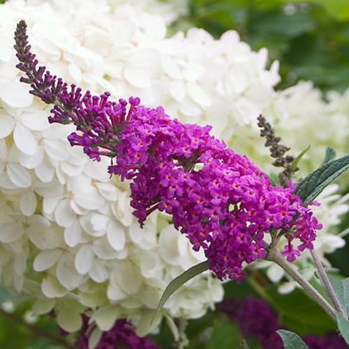 Buddleia 'Miss Ruby' PP19,950 - Miss Ruby Butterfly Bush