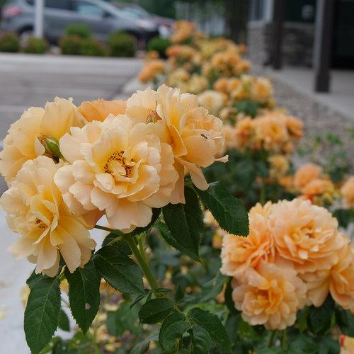 Rosa 'HORCOGJIL' PP 27541 - Proven Winners® Color Choice® At Last® Rose