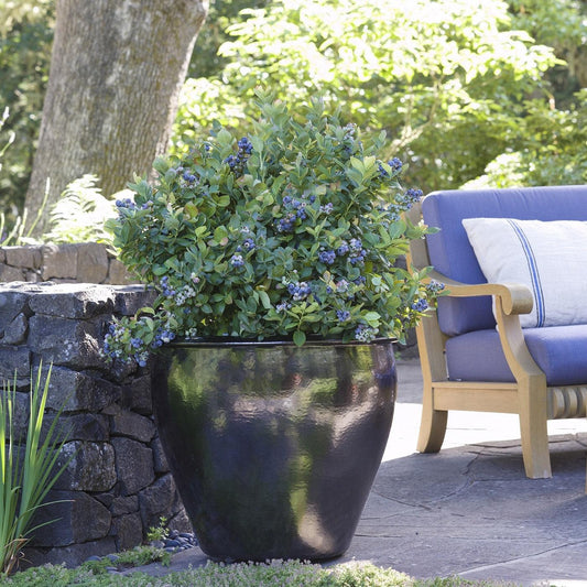 Vaccinium corymbosum 'ZF06-043' - Peach Sorbet® Blueberry