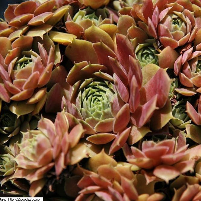 Sempervivum 'Silverine' - Silverine Hens and Chicks