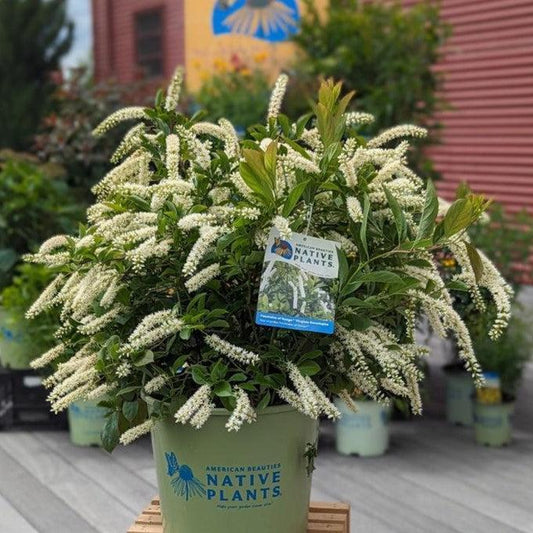 Itea virginica 'SMIHGRS' - Fountains of Rouge™ Sweetspire