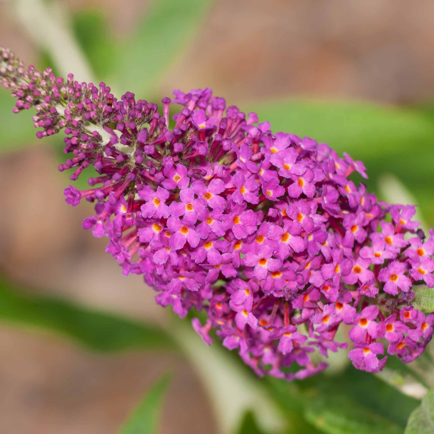 Buddleia 'Miss Ruby' PP19,950 - Miss Ruby Butterfly Bush