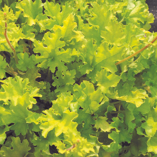 Heuchera ‘Lime Marmalade’ - Lime Marmalade Heuchera
