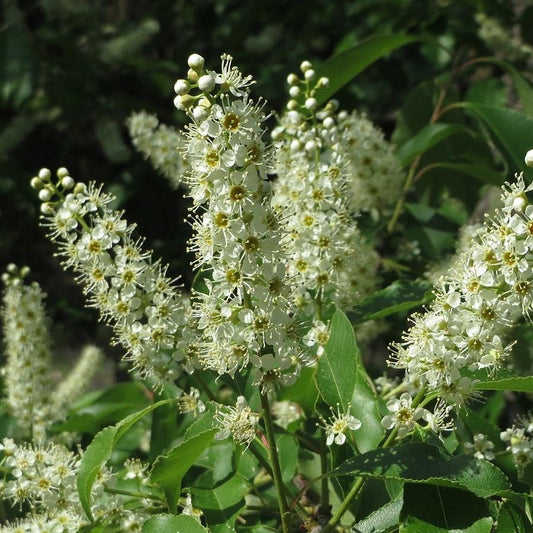 Prunus serotina - Black Cherry