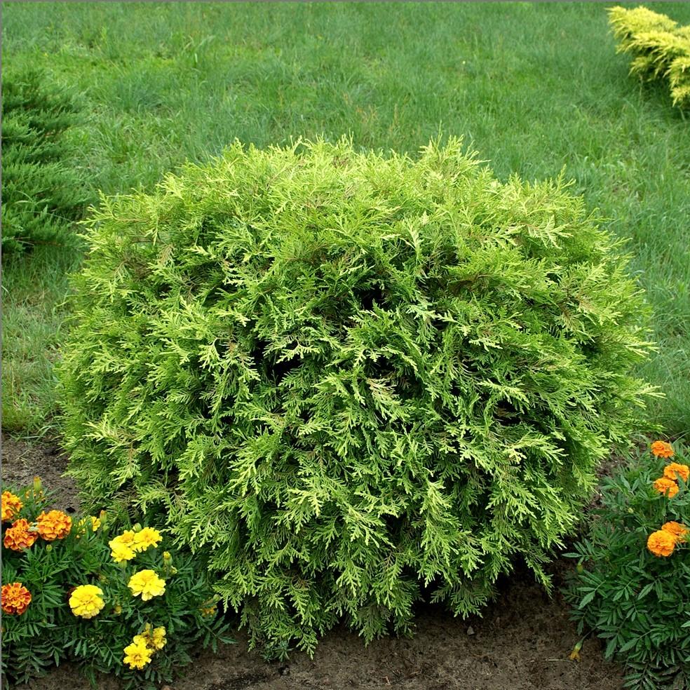Thuja occidentalis 'Globosa Aurea' - Golden Globe Arborvitae
