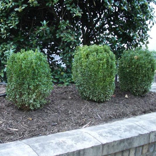 Buxus ‘SB300’ PP32421 - NewGen™ Freedom® Boxwood