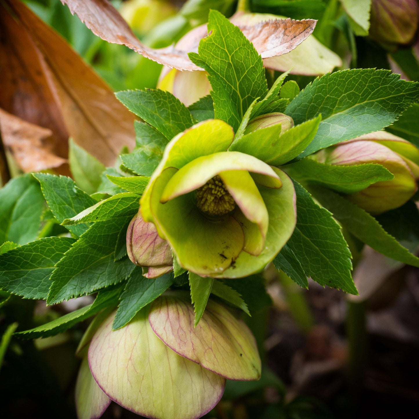 Helleborus x ericsmithii 'COSEH 730' - HGC® Champion Lenten Rose