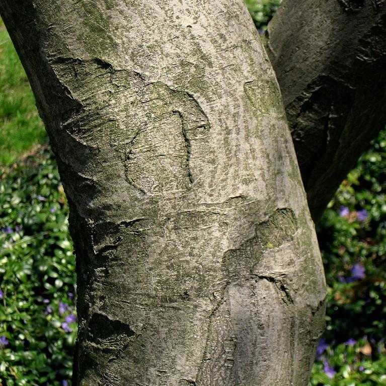 Amelanchier canadensis - Shadblow Serviceberry
