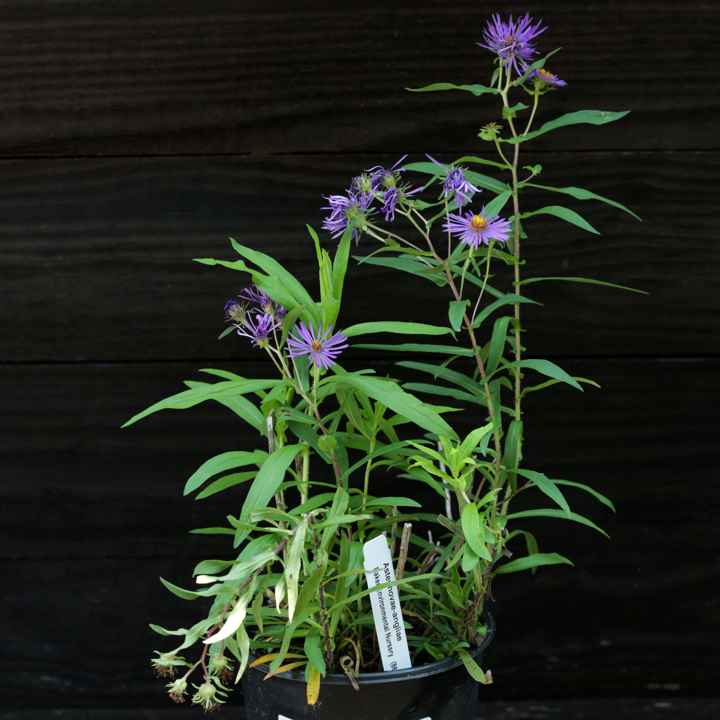 Aster novae-angliae - New England Aster