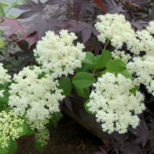 Viburnum dentatum 'Plum Pudding' - NativeStar® Plum Pudding Viburnum